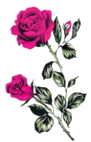 zJnZRLrNqJ3B (91x142, 18Kb)